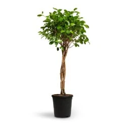 Ficus Moclame - Indian Laurel - Twisted Stem -Plant Promotion Store Ficus Moclame Indian Laurel Twisted Stem 23x110cm