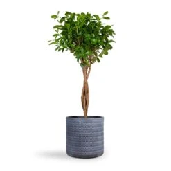 Ficus Moclame - Indian Laurel - Twisted Stem -Plant Promotion Store Ficus Moclame Indian Laurel Twisted Stem 23x110cm Angle Cylinder Plant Pot Grey 30x30cm 1545c404 04f3 49e0 a56f b8d2b4fd949c