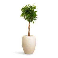 Ficus Moclame - Indian Laurel - Twisted Stem -Plant Promotion Store Ficus Moclame Indian Laurel Twisted Stem 23x110cm Grigio Tall Balloon Planter Antique White Concrete 40x50cm 14703255 6703 47cf b59f 6653d72ca745