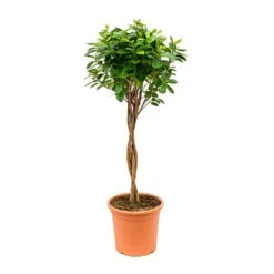 Ficus Moclame - Indian Laurel - Twisted Stem -Plant Promotion Store Ficus Moclame Indian Laurel Twisted Stem 26x95cm