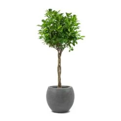 Abby Ridged Plant Pot - Dark Grey 22 Abby Ridged Plant Pot - Dark Grey -Plant Promotion Store Ficus Moclame Indian Laurel Twisted Stem Abby Ball Plant Pot Ridged Dark Grey 4018ef54 acce 4998 8bb3 fc477060d8a3