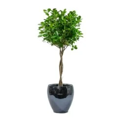 Ficus Moclame - Indian Laurel - Twisted Stem -Plant Promotion Store Ficus Moclame Indian Laurel Twisted Stem Amora Plant Pot Anthracite Mirror