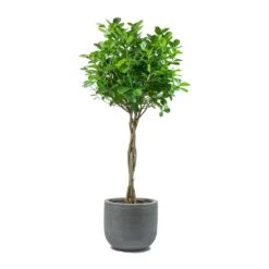 Cody Ridged Plant Pot - Dark Grey -Plant Promotion Store Ficus Moclame Indian Laurel Twisted Stem Dice Plant Pot Ridged Dark Grey 0d35bbef 60ba 4e51 8fec 43e05c8b0828