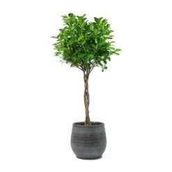 Ficus Moclame - Indian Laurel - Twisted Stem -Plant Promotion Store Ficus Moclame Indian Laurel Twisted Stem Esra Mystic Grey Plant Pot