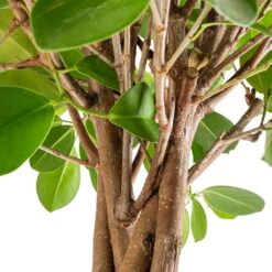 Ficus Moclame - Indian Laurel - Twisted Stem -Plant Promotion Store Ficus Moclame Indian Laurel Twisted Stem SWACH 2