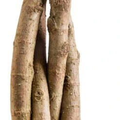 Ficus Moclame - Indian Laurel - Twisted Stem -Plant Promotion Store Ficus Moclame Indian Laurel Twisted Stem SWACH 3