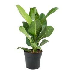 Ficus Benghalensis Audrey - Bengal Fig 19 Ficus Benghalensis Audrey - Bengal Fig -Plant Promotion Store Ficus benghalensis Audrey Bengal Fig