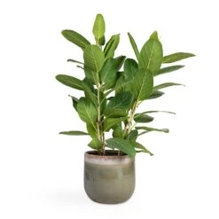 Ficus Benghalensis Audrey - Bengal Fig 18 Ficus Benghalensis Audrey - Bengal Fig -Plant Promotion Store Ficus benghalensis Audrey Bengal Fig 24x100cm Tarra Plant Pot Forest 29x25cm 76daaee4 9cd8 4985 bfa0 aa776a8c4df7