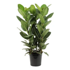 Ficus Benghalensis Audrey - Bengal Fig 25 Ficus Benghalensis Audrey - Bengal Fig -Plant Promotion Store Ficus benghalensis Audrey Bengal Fig 27cm