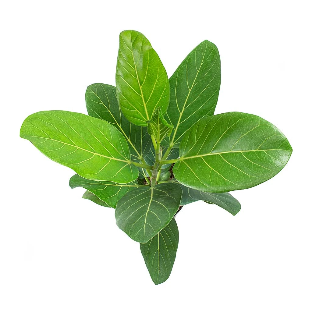 Ficus Benghalensis Audrey - Bengal Fig 4 Ficus Benghalensis Audrey - Bengal Fig - Image 2