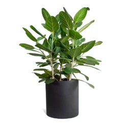 Max Refined Planter - Volcano Black 14 Max Refined Planter - Volcano Black -Plant Promotion Store Ficus benghalensis Audrey Bengal Fig Max Refined Planter Volcano Black STL