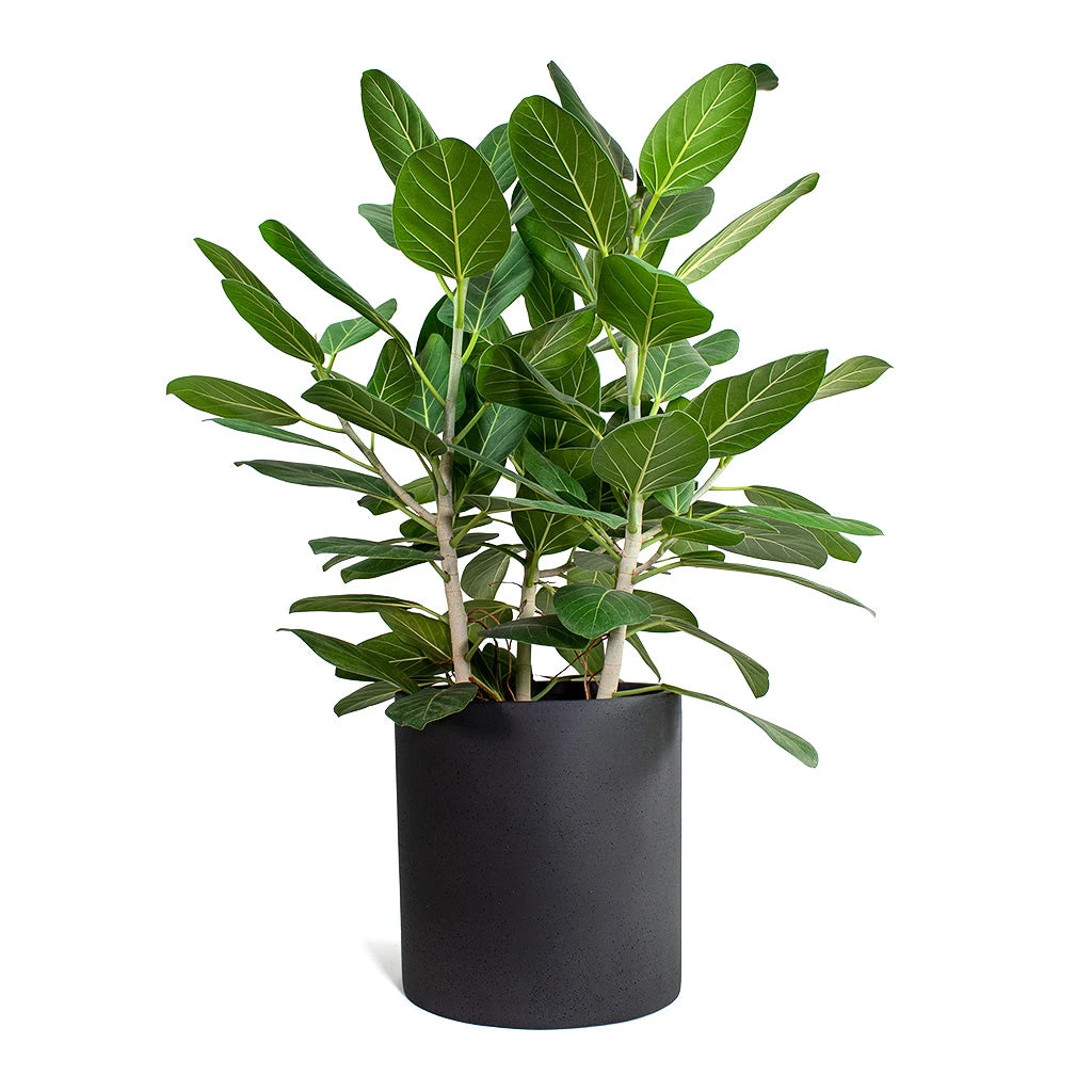 Max Refined Planter - Volcano Black 5 Max Refined Planter - Volcano Black - Image 3
