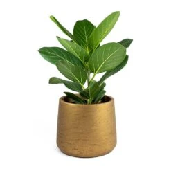 Ficus Benghalensis Audrey - Bengal Fig 23 Ficus Benghalensis Audrey - Bengal Fig -Plant Promotion Store Ficus benghalensis Audrey Bengal Fig Patt Plant Pot Metallic Copper