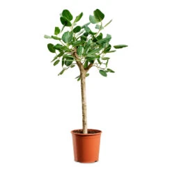 Ficus Benghalensis Audrey - Bengal Fig - Straight Stem 12 Ficus Benghalensis Audrey - Bengal Fig - Straight Stem -Plant Promotion Store Ficus benghalensis Audrey Bengal Fig Straight Stem 30x140cm