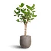 Ficus Benghalensis Audrey - Bengal Fig - Straight Stem 1 Ficus Benghalensis Audrey - Bengal Fig - Straight Stem -Plant Promotion Store Ficus benghalensis Audrey Bengal Fig Straight Stem 30x140cm Grigio Balloon Plant Pot Natural Concrete 42x42cm e04ccc6a c1d3 40b3 bcbd be7449846924