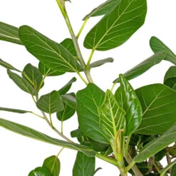 Ficus Benghalensis Audrey - Bengal Fig - Straight Stem 13 Ficus Benghalensis Audrey - Bengal Fig - Straight Stem -Plant Promotion Store Ficus benghalensis Audrey Bengal Fig Straight Stem DETAIL