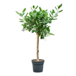 Ficus Benghalensis Audrey - Bengal Fig - Straight Stem 15 Ficus Benghalensis Audrey - Bengal Fig - Straight Stem -Plant Promotion Store Ficus benghalensis Audrey Straight Stem 38x170cm