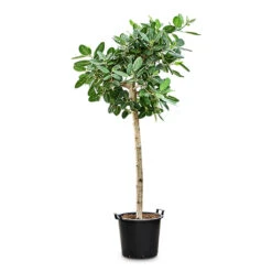 Ficus Benghalensis Audrey - Bengal Fig - Straight Stem 14 Ficus Benghalensis Audrey - Bengal Fig - Straight Stem -Plant Promotion Store Ficus benghalensis Audrey Straight Stem 45x210cm