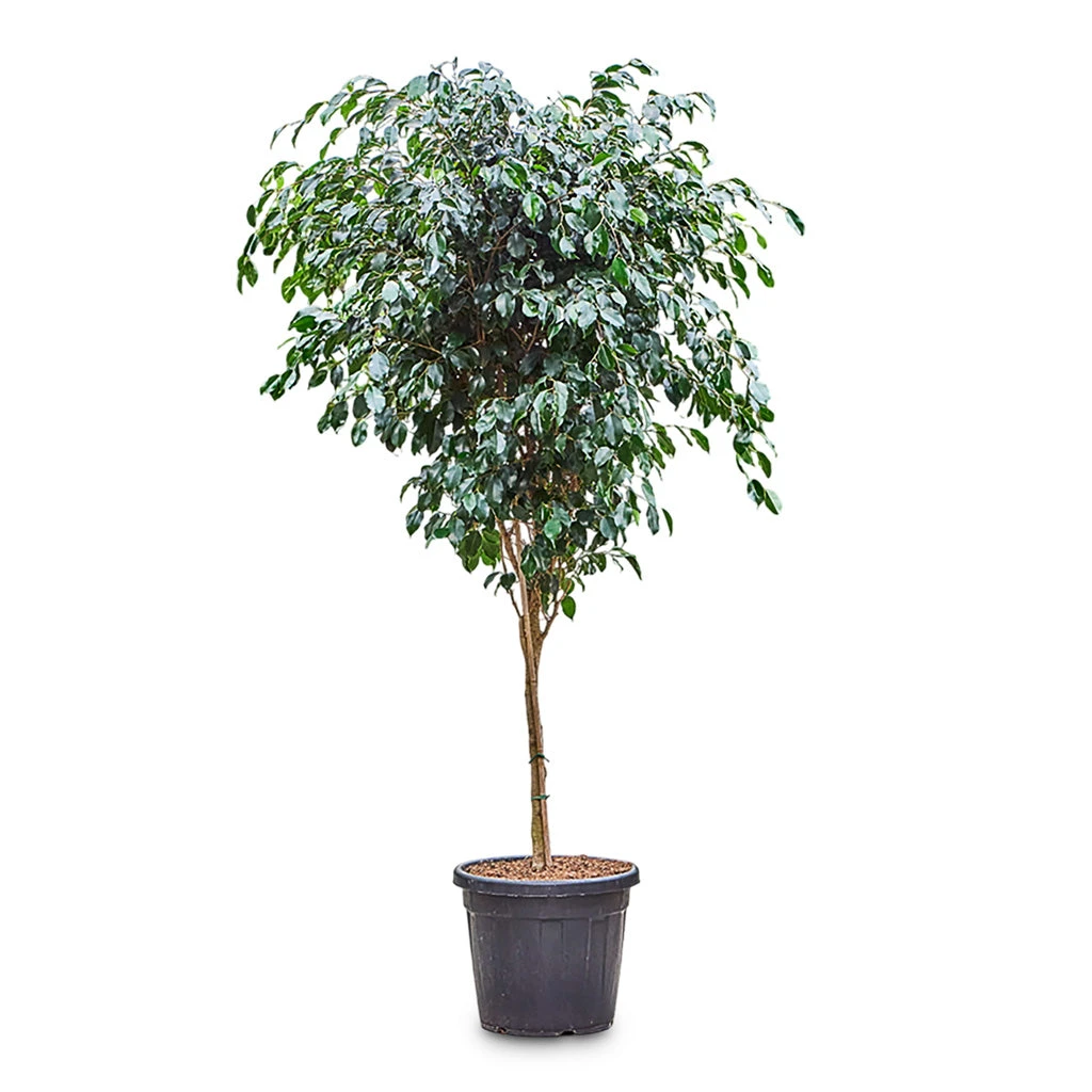Ficus Benjamina Danielle - Weeping Fig - Straight Stem 5 Ficus Benjamina Danielle - Weeping Fig - Straight Stem - Image 3