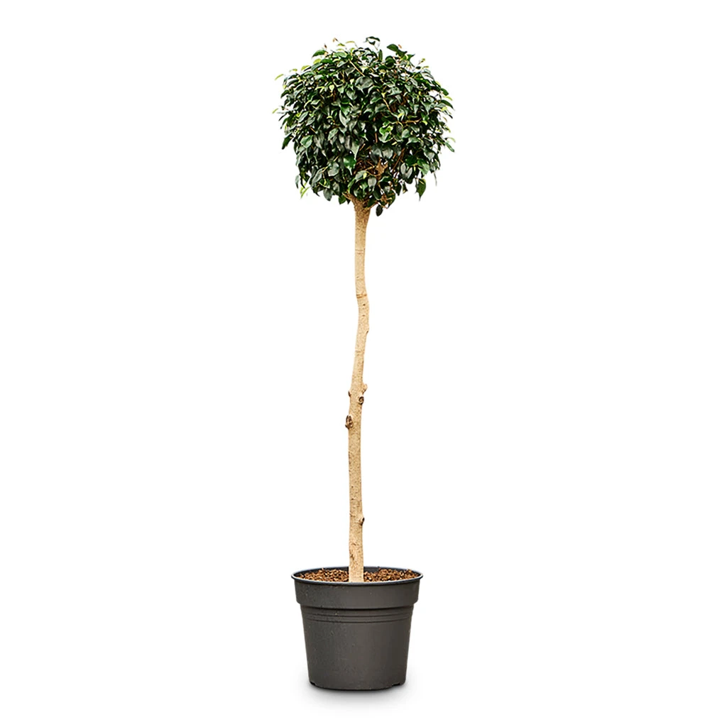 Ficus Benjamina Danielle - Weeping Fig - Straight Stem 4 Ficus Benjamina Danielle - Weeping Fig - Straight Stem - Image 2