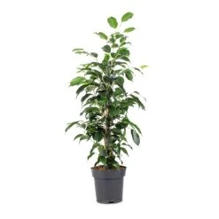 Ficus Benjamina Danielle - Weeping Fig - Branched -Plant Promotion Store Ficus benjamina Danielle Weeping Fig Branched 14x55cm
