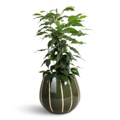 Ficus Benjamina Danielle - Weeping Fig - Branched -Plant Promotion Store Ficus benjamina Danielle Weeping Fig Branched 14x55cm Nova Plant Pot Green 23x18cm