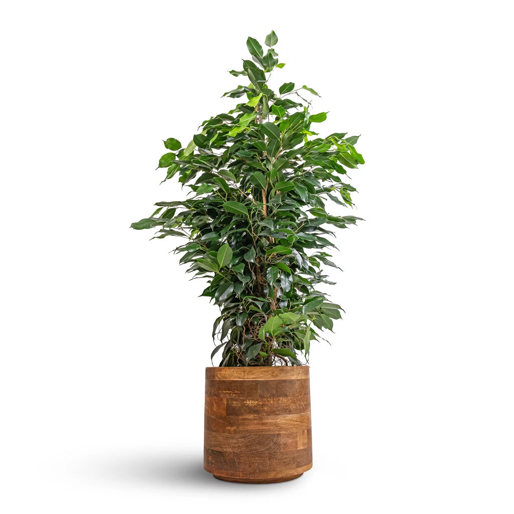 Helle Plant Pot - Natural 18 Helle Plant Pot - Natural - Image 16