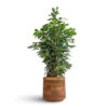 Ficus Benjamina Danielle - Weeping Fig - Branched 2 Ficus Benjamina Danielle - Weeping Fig - Branched -Plant Promotion Store Ficus benjamina Danielle Weeping Fig Branched 21x90cm Helle Plant Pot Natural 26x25cm 0fa83db4 e0e2 4db2 8940 41534c7ea667