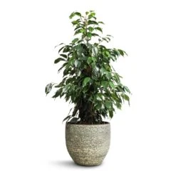 Rinca Plant Pot - Shiny Green 40 Rinca Plant Pot - Shiny Green -Plant Promotion Store Ficus benjamina Danielle Weeping Fig Branched 21x90cm Rinca Plant Pot Shiny Green 29x26cm 43b6789f b1b3 4609 8d99 eb2c5550f15a