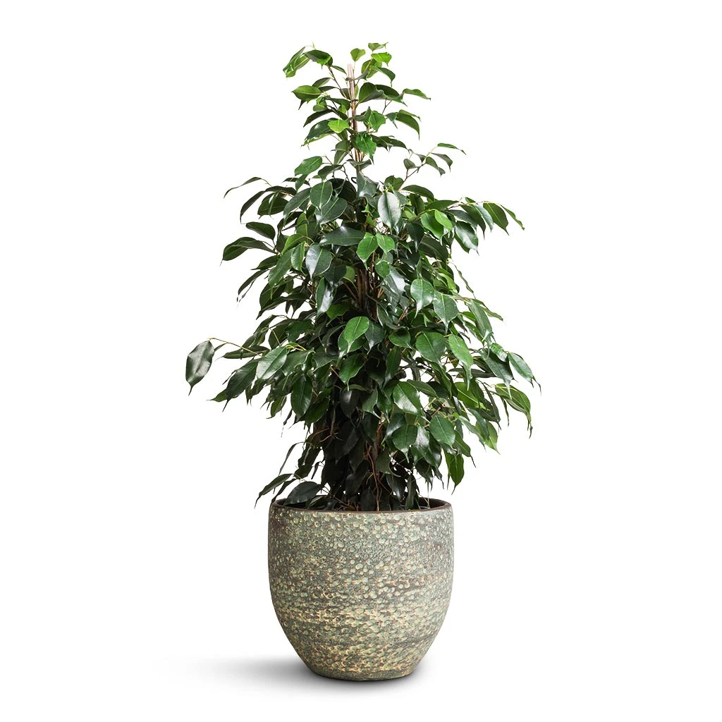 Rinca Plant Pot - Shiny Green 21 Rinca Plant Pot - Shiny Green - Image 19