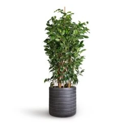 Ficus Benjamina Danielle - Weeping Fig - Branched -Plant Promotion Store Ficus benjamina Danielle Weeping Fig Branched 27x120cm Angle Cylinder Plant Pot Anthracite 30x30cm