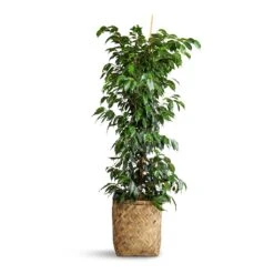 Ficus Benjamina Danielle - Weeping Fig - Branched -Plant Promotion Store Ficus benjamina Danielle Weeping Fig Branched 27x130cm Zayn Bamboo Planter 31.5x33cm
