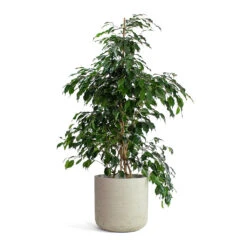 Ficus Benjamina Danielle - Weeping Fig - Branched -Plant Promotion Store Ficus benjamina Danielle Weeping Fig Branched Charlie Plant Pot Grey Washed