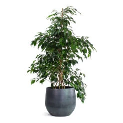 Ficus Benjamina Danielle - Weeping Fig - Branched -Plant Promotion Store Ficus benjamina Danielle Weeping Fig Branched Esra Plant Pot Graphite