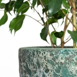 Lava Couple Relic Planter - Jade -Plant Promotion Store Ficus benjamina Danielle Weeping Fig Branched Lava Couple Relic Planter Jade Close Up