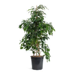 Ficus Benjamina Danielle - Weeping Fig - Branched -Plant Promotion Store Ficus benjamina Danielle Weeping Fig Branched New