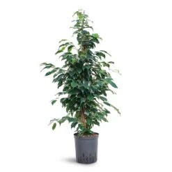 Ficus Benjamina Danielle - Weeping Fig - HydroCare -Plant Promotion Store Ficus benjamina Danielle Weeping Fig Hydroculture 18 19x100cm