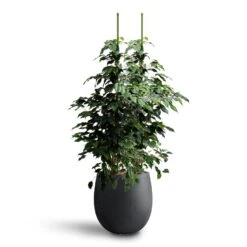 Grigio Balloon Plant Pot - Anthracite Concrete 19 Grigio Balloon Plant Pot - Anthracite Concrete -Plant Promotion Store Ficus benjamina Danielle Weeping Fig Hydroculture Grigio Balloon Plant Pot Anthracite Concrete d322f56d a0fc 4254 be65 45be23cf3f0a