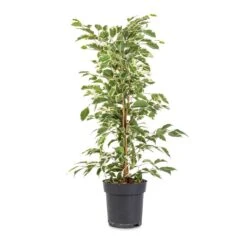 Ficus Benjamina Twilight - Weeping Fig - Branched -Plant Promotion Store Ficus benjamina Twilight Weeping Fig Branched 14x55cm