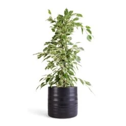 Hadleigh Plant Pot - Charcoal 17 Hadleigh Plant Pot - Charcoal -Plant Promotion Store Ficus benjamina Twilight Weeping Fig Branched 14x55cm Hadleigh Plant Pot Charcoal 17x15cm efc9e4c8 75b5 41b9 a692 7ba1a0cb3e25