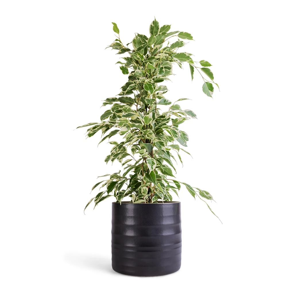 Hadleigh Plant Pot - Charcoal 7 Hadleigh Plant Pot - Charcoal - Image 5