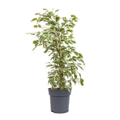 Ficus Benjamina Twilight - Weeping Fig - Branched -Plant Promotion Store Ficus benjamina Twilight Weeping Fig Branched 17x70cm