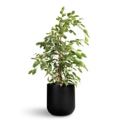 Ficus Benjamina Twilight - Weeping Fig - Branched -Plant Promotion Store Ficus benjamina Twilight Weeping Fig Branched 17x70cm Lisbon Plant Pot Anthracite 21x21cm