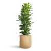 Ficus Cyathistipula - African Fig 1 Ficus Cyathistipula - African Fig -Plant Promotion Store Ficus cyathistipula 30x120cm Dune Cylinder Planter Almond 53x52cm