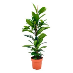 Ficus Cyathistipula - African Fig -Plant Promotion Store Ficus cyathistipula African Fig 110cm