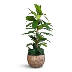 Ficus Cyathistipula - African Fig -Plant Promotion Store Ficus cyathistipula African Fig 21x90cm Lindy Plant Pot Black Green 23x20cm 2 bdb76451 8a8a 41e3 9d4a 8d22c652a7c3