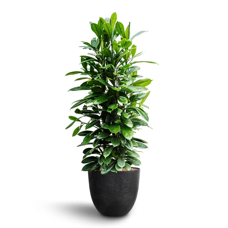 Ficus Cyathistipula - HydroCare 6 Ficus Cyathistipula - HydroCare - Image 4