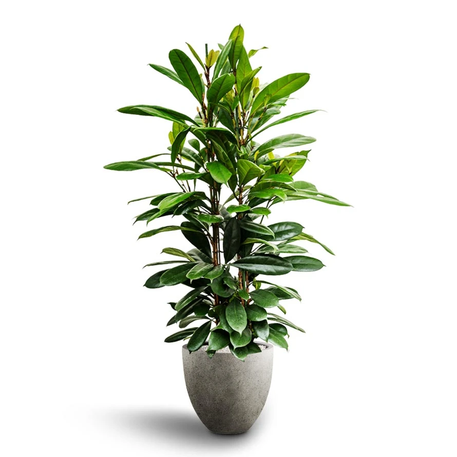 Ficus Cyathistipula - HydroCare 16 Ficus Cyathistipula - HydroCare - Image 14