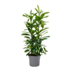 Ficus Cyathistipula - African Fig -Plant Promotion Store Ficus cyathistipula African Fig Large
