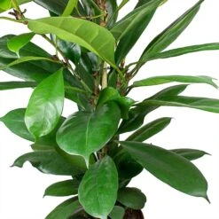 Ficus Cyathistipula - African Fig -Plant Promotion Store Ficus cyathistipula African Fig Leaves